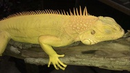 Iguana albino jantan