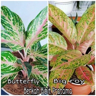 Aglonema Butterfly dan Big roy dewasa