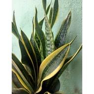 Snake Plant | Sansiviera plant | Lidah Jin