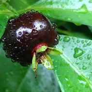 Eugenia Brasiliensis, Brazil Cherry, Grumichama