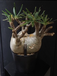 Pachypodium rosulatum var. gracilius 象牙宫