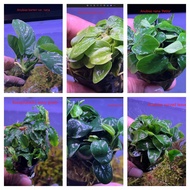 Anubias barteri nana, golen mini,nana petite,coin,curved leaves,bucephaladra wavy green aquatic plant