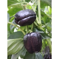 Benih Lada Berwarna-warni Belanda Benih Lada Manis Persegi Putih Hitam Coklat Biji Cili Rumah Ladang