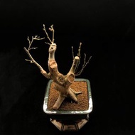 SG3248-日本岩四手優選老樁🔥精品植物小盆栽禮物🔥