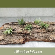 空氣草 Tillandsia loliacea