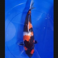 Ikan Koi Showa Import Jepang Sertifikat Dainichi Code 51 Yowyagrosir