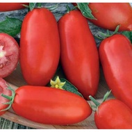 Tomato Zyska 20-30 Seeds Dwarf Vegetable Heirloom Specially Sourced For SG