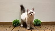 Kucing Himalaya Ragdoll Munchkin #Gratisongkir