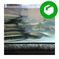 ✧ ikan channa 21-25 cm maru yellow sentarum red eye chana ys GARANSI