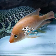 IKAN HIAS RED DEVIL CICHLID PAKET 5 EKOR