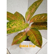 Tanaman hias aglaonema big roy/ aglonema big roy/ lulaiwan ukuran