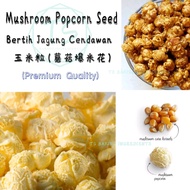 TS Mushroom Popcorn Seed / Bertih Jagung / 爆米花玉米粒
