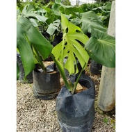 monstera Deliciosa 龟背竹
