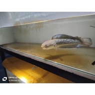 baby Stewarti Karbialong CB sz 5cm-6cm