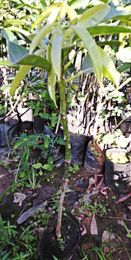 ต้นมะม่วง 1 ต้น ต้นพันธุ์มะม่วงR2E2 หรือมะม่วงแอปเปิ้ล ผลใหญ่ ลูกดก อร่อย รับประกันพันธุ์แท้สินค้าพร