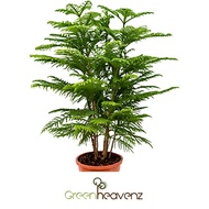 <Greenheavenz> Araucaria Heterophyllla Norfolk Pine Live Plant 异叶南洋杉