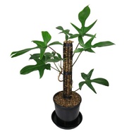 Green Swallow Hard Pot - philodendron florida beauty
