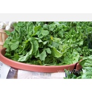 50   arugula, ROQUETTE, Salad Vegetable Seeds American Sellers/skirt/students/mobile phone case/men'