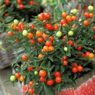 Berbuah Bibit Tanaman Tomat Krismil Berbuah Tomat Hias Kualitas Unggul Termurah