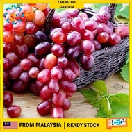 Anak Pokok Anggur Red Shine Muscat Grape Pokok Premium Cepat Berbuah Import Dari Thailand