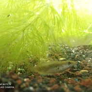 ikan baby channa stewarti 5-6cm