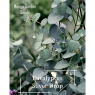*Rare* Eucalyptus Silver Drop Seeds - 6 Seed *Big Pot Friendly* 桉树 Perennials - Mango Garden