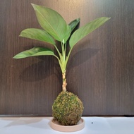 Kokedama Indoor Deco Plant - Aglaonema