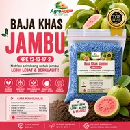 [KHAS SERIES] Baja Jambu Batu 12-12-17-2 Premium Import | Baja Pokok Guava Cepat Berbuah Lebat | Bua