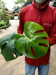 [Paling Horticulture Sdn Bhd] Monstera Deliciosa | Swiss Cheese Plant 龟背竹叶