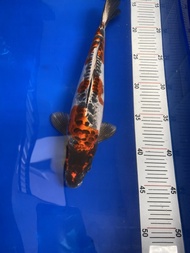 Ikan Koi Import Kikokuryu Maruhiro Koi Farm 30cm