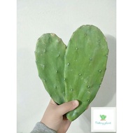 Opuntia cactus cutting kaktus kampung mickey cactus