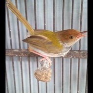Burung Prenjak Bawah/Prenjak Lumut Bahan semi voer