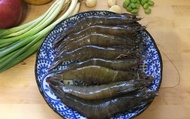 【霸王級白蝦500g(10~14尾)】生態養殖・低溫急凍鮮活蝦