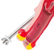 1:1 Human Female Uterus Ovary Fallopian Tubes Model Anatomical Human Anatomy Model Teaching Tools