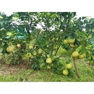 Anak Pokok limau bali