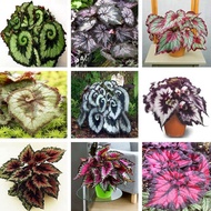 50 Seeds for Planting Mixed Color Begonia Bonsai Seeds Potted Live Plants Coleus Flower Seeds Garden Flower Plant Seed