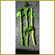 ✪ ✥ ❣ tuba tuba plant cuttings 3 pcs