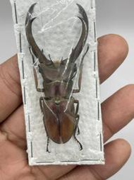 Cyclommatus truncatus.屯卡達細身翅鍬形蟲64mm(A-)