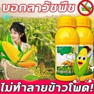 🌽ไม่ทำลายข้าวโพด!🌽FM ฆ่าหญ้าข้าวโพด ยาชุดข้าวโพด 100g เข้มข้นสุดๆ ฆ่าหญ้ารอบข้าวโพด กำจัดหญ้าในไร่ข้าวโพด​​ กำจัดวัชพืชเท่านั้น ไม่ทำลายข้าวโพด สารกำจัดวัชพืชใบแคบและใบกว้าง หญ้าตีนกา หญ้านกสีชมพู หญ้าดอกขาว ยาฉีดหญ้าข้าวโพด