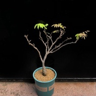 SG3333-日本熊野紫藤優選株🔥精品植物小盆栽禮物🔥