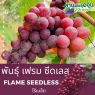 กิ่งพันธุ์องุ่น “เฟรม ซีดเลท” (Flame Seedless) ไร้เมล็ด