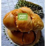 POKOK DURIAN TEMBAGA EMAS - Super Rare