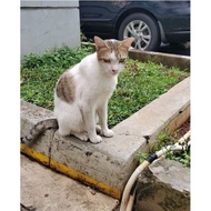 Sedekah Makanan Kucing