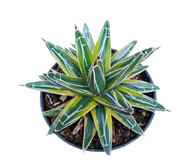 Bunga Hidup Agave Victoria Regginae Varigata Golden Prince