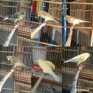 Jual Burung Kenari Af Super Afs Rasa F1 Ys Sepasang Garansi