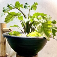 Alocasia Low Rider/Portora dwarf/Rare plant/Keladi hiasan/Pond plant