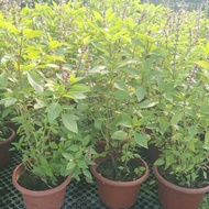 Thai Basil Edible Herb Plant 7-8 inch pot