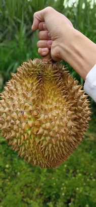 Diskon!! Durian Montong Palu Premium Utuh Pilihan Bergaransi (2,3Kg)