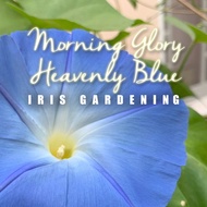 [30 Biji] Benih Bunga Morning Glory Flower seeds Heavenly Blue朝颜种子
