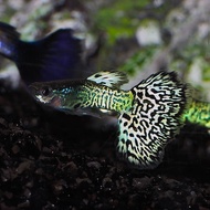 Live SnakeSkin Guppy Fish - Cobra Guppy  (GRADE A MALE ONLY)  1.5 -2.5 inch